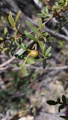 Boronia latipinna