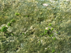 Leiobunum japonicum