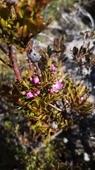 Boronia latipinna