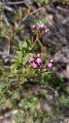 Boronia latipinna