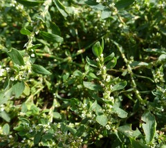 Polygonum