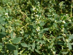 Polygonum