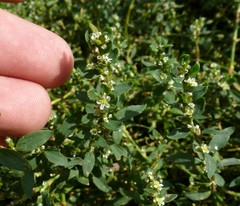 Polygonum