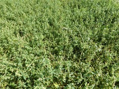 Polygonum