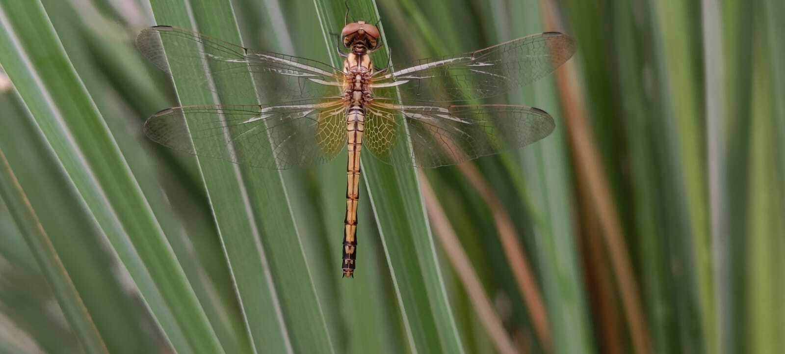 Crimson Marsh Glider