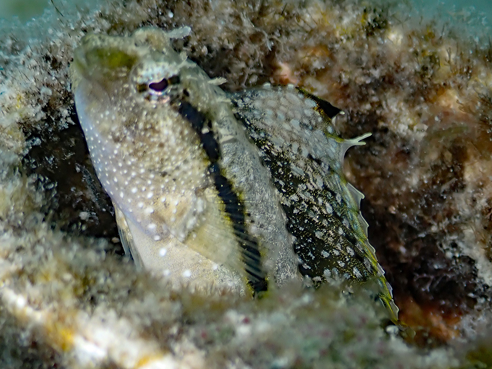 Gladde sabeltand-slijmvis (Petroscirtes xestus) — Blenniidae