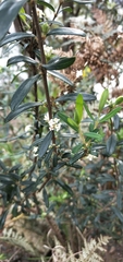Pimelea drupacea