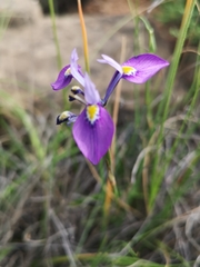 Moraea tripetala violacea