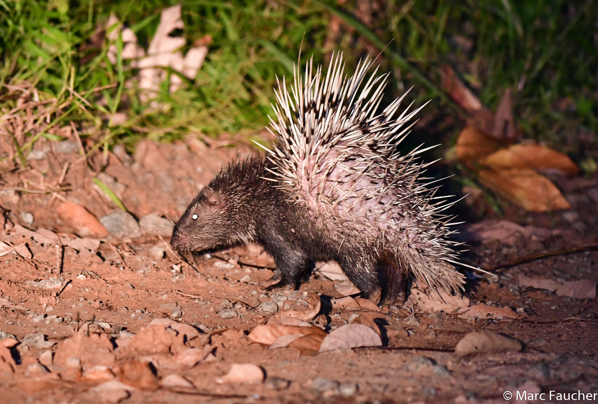Crested Porcupines and Allies (Genus Hystrix) · iNaturalist