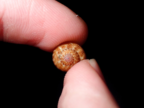 Clanculus floridus, 2025-06-23