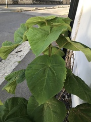 Paulownia tomentosa