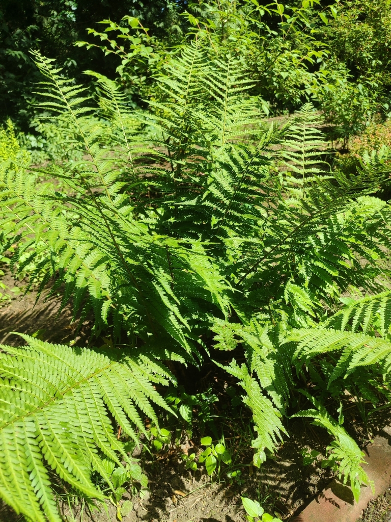 Dryopteris filix-mas