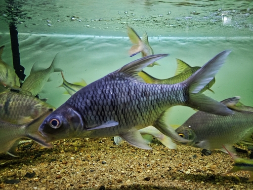 Bulu-barbeel (Puntioplites bulu) — Cyprinidae
