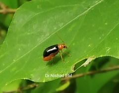 Chrysomelidae