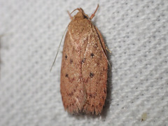 Garrha repandula