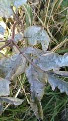 Erysiphe vanbruntiana