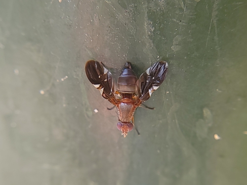 Unknown species found near Eagle, ID, USA