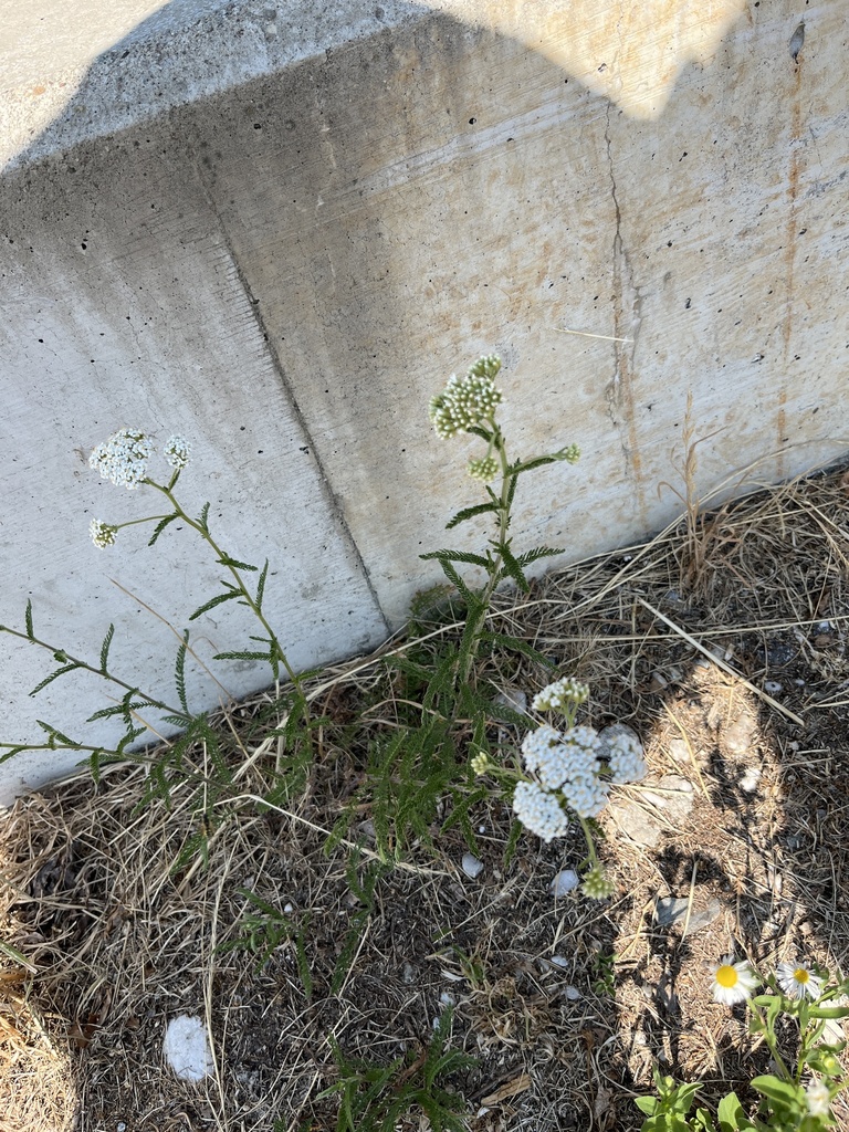 Achillea millefolium