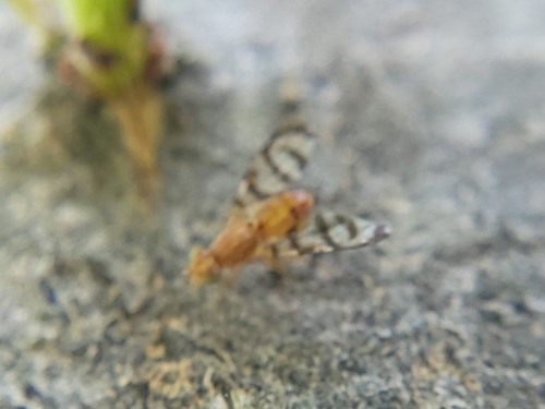 Unknown species found near Eagle, ID, USA