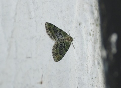 Acasis viretata