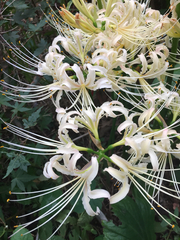 Lycoris × albiflora