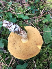 Suillus brevipes