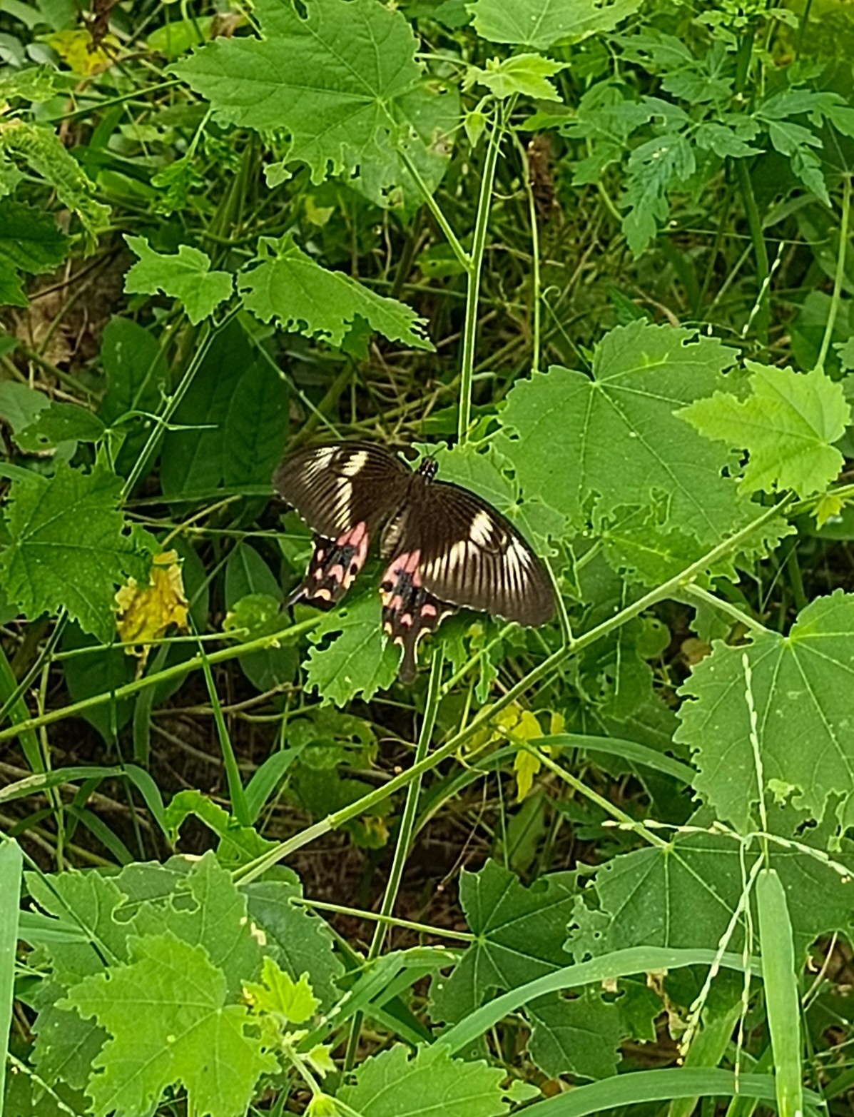 Common Mormon