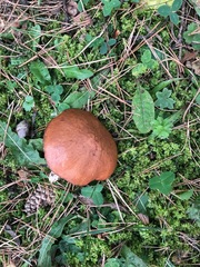 Suillus brevipes