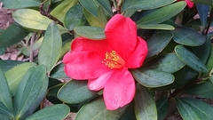 Camellia azalea