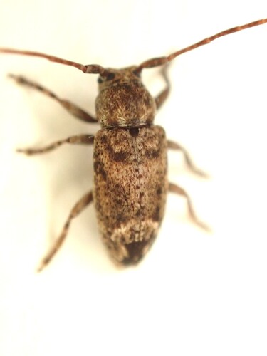 Pterolophia lateripicta observed 2025-06-24