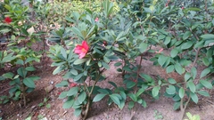 Camellia azalea