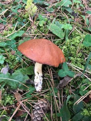 Suillus brevipes