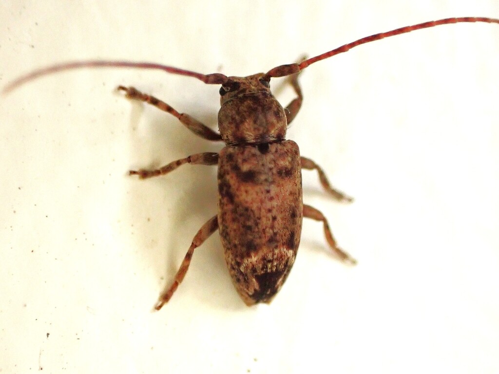 Pterolophia lateripicta