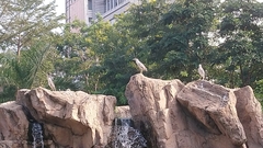 Nycticorax nycticorax