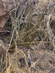 Sansevieria pearsonii