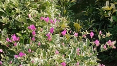 Bougainvillea spectabilis