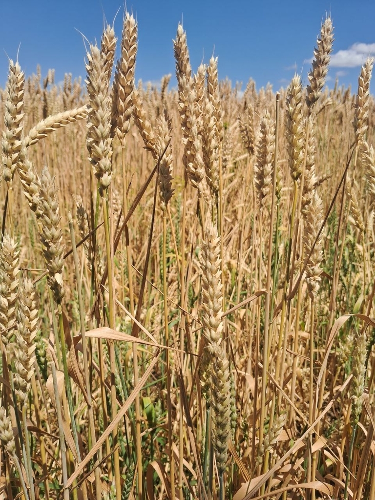 Triticum
