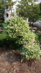 Bougainvillea spectabilis