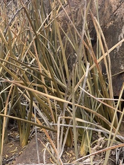 Sansevieria pearsonii