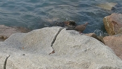 Streptopelia chinensis