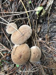 Lycoperdon