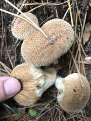 Lycoperdon