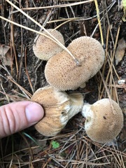 Lycoperdon