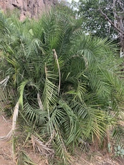 Phoenix reclinata image