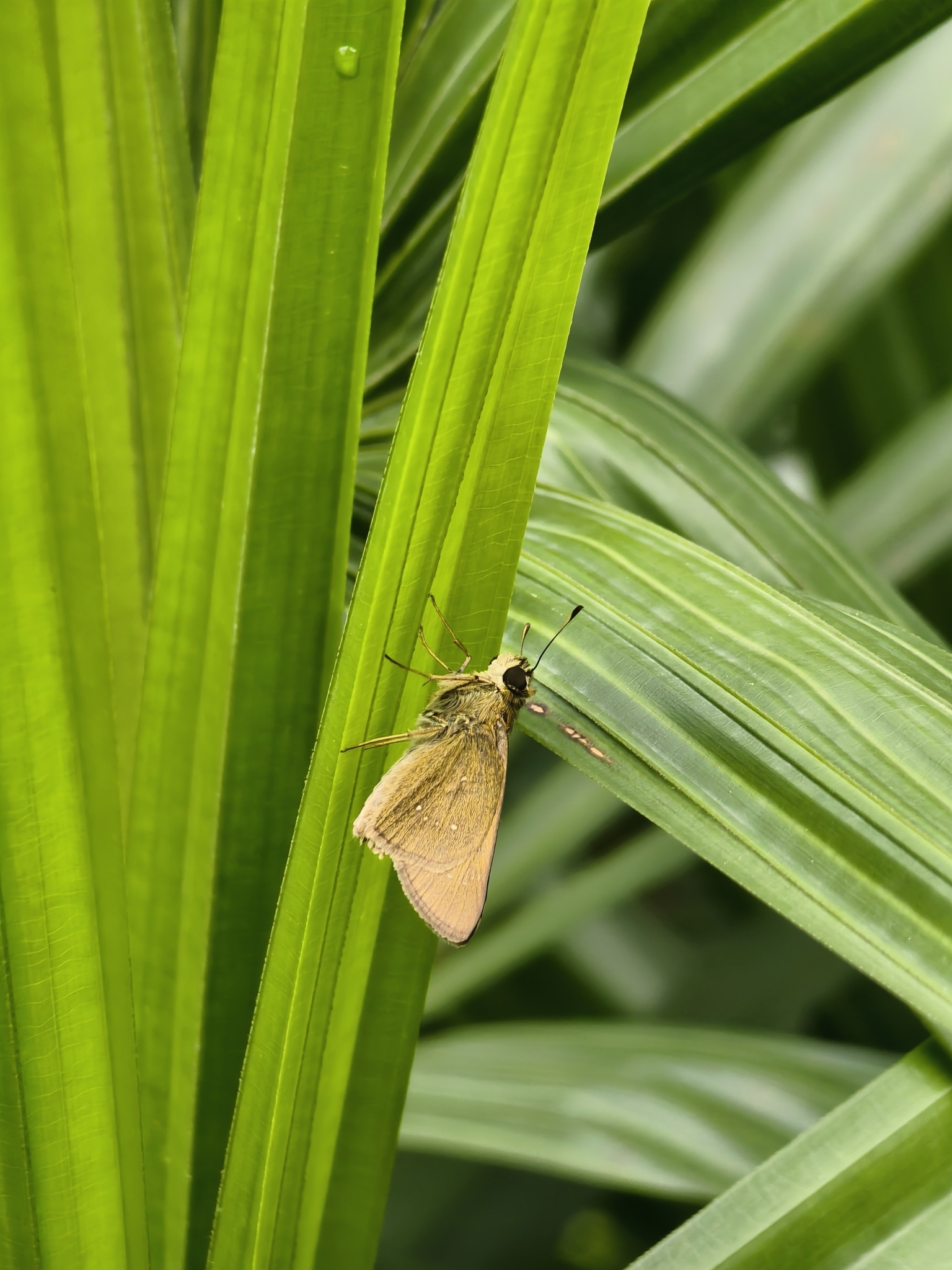 Rice Swift