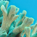 連續沙珊瑚 - Photo 由 Anne Hoggett 所上傳的 (c) Anne Hoggett，保留部份權利CC BY-NC