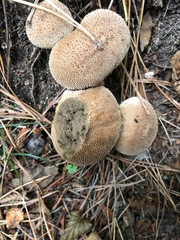 Lycoperdon