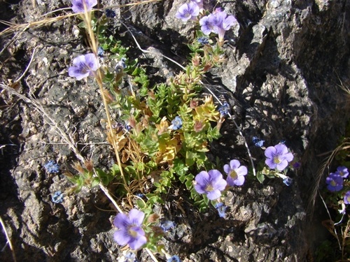 Ourisia serpyllifolia