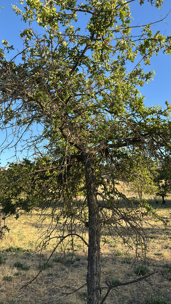 Quercus