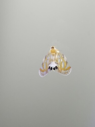 Rhotana maculata, 2025-06-22